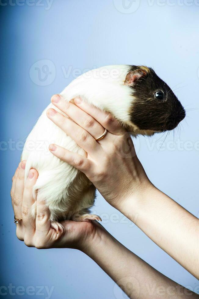 Studio portrait of a guinea pig on blue background photo