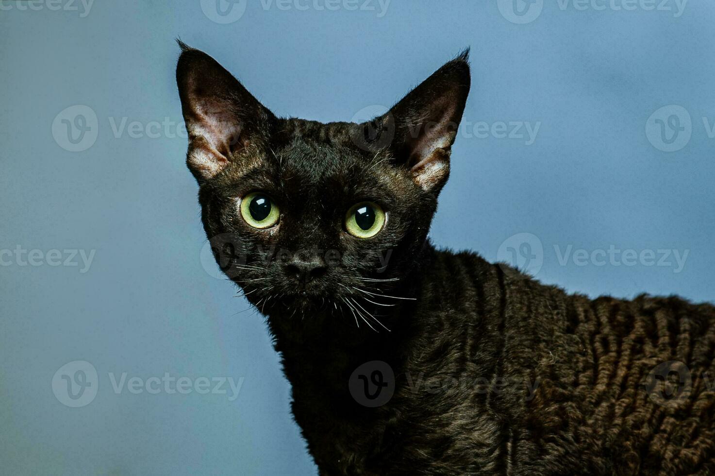 Devon rex cat on colored backgrounds photo