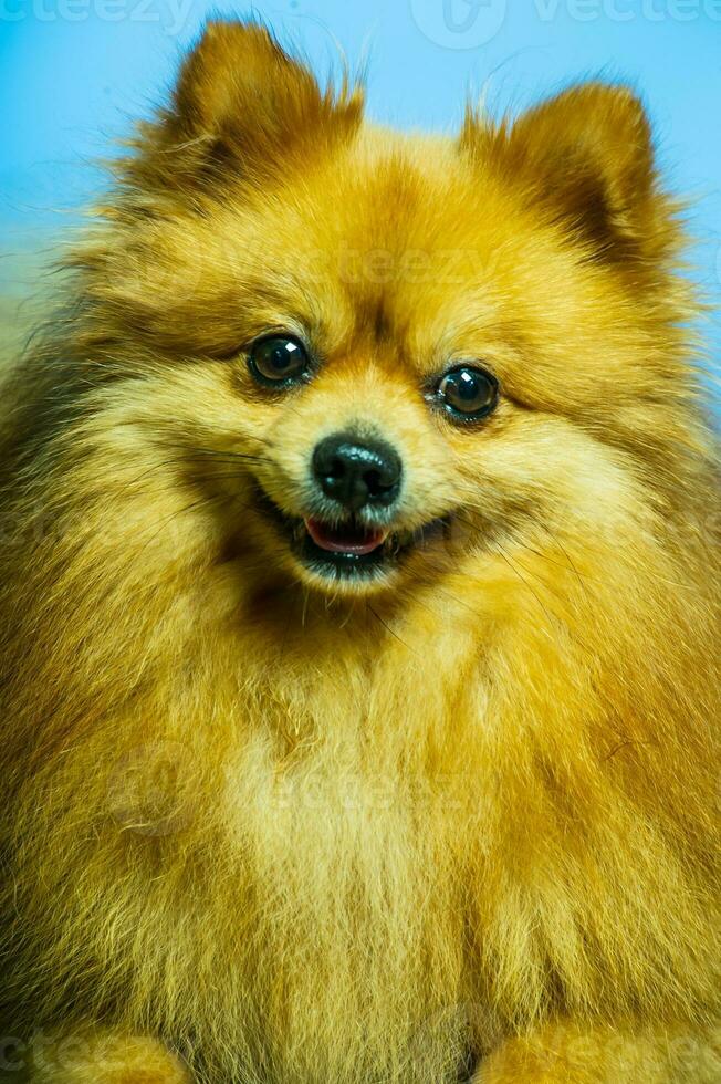 Adorable Pomeranian dog portrait.Stodio background. photo