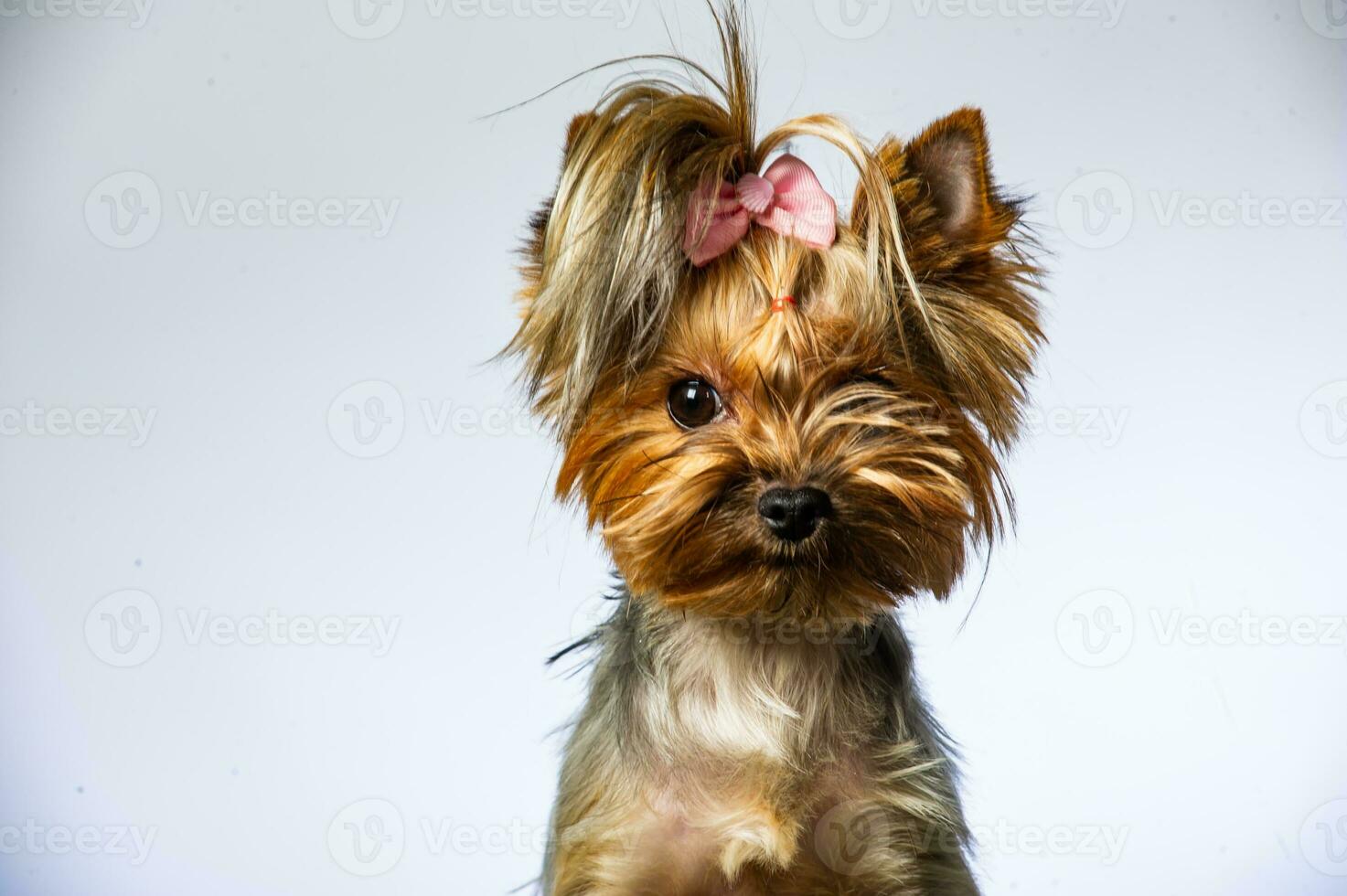 Yorkshire terrier looking at the camera in a head shot, against a white background photo