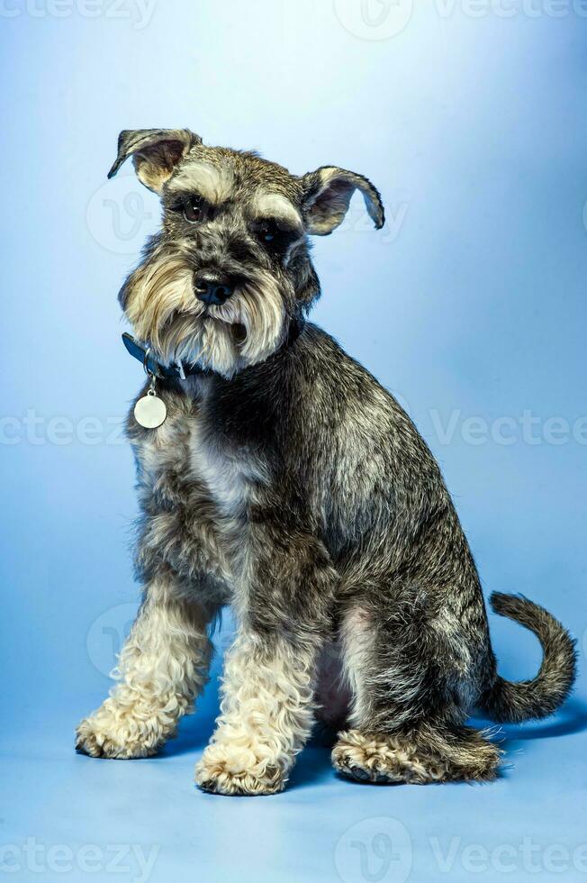 Miniature Schnauzer, 1 year old, standing in front of studio background. photo