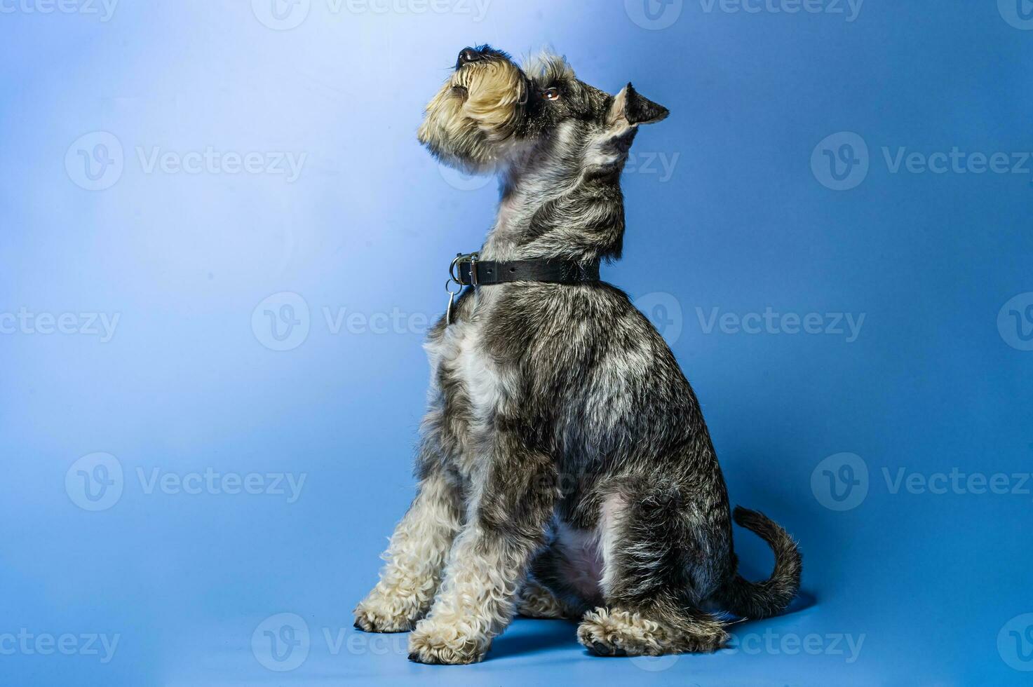 Miniature Schnauzer, 1 year old, standing in front of studio background. photo