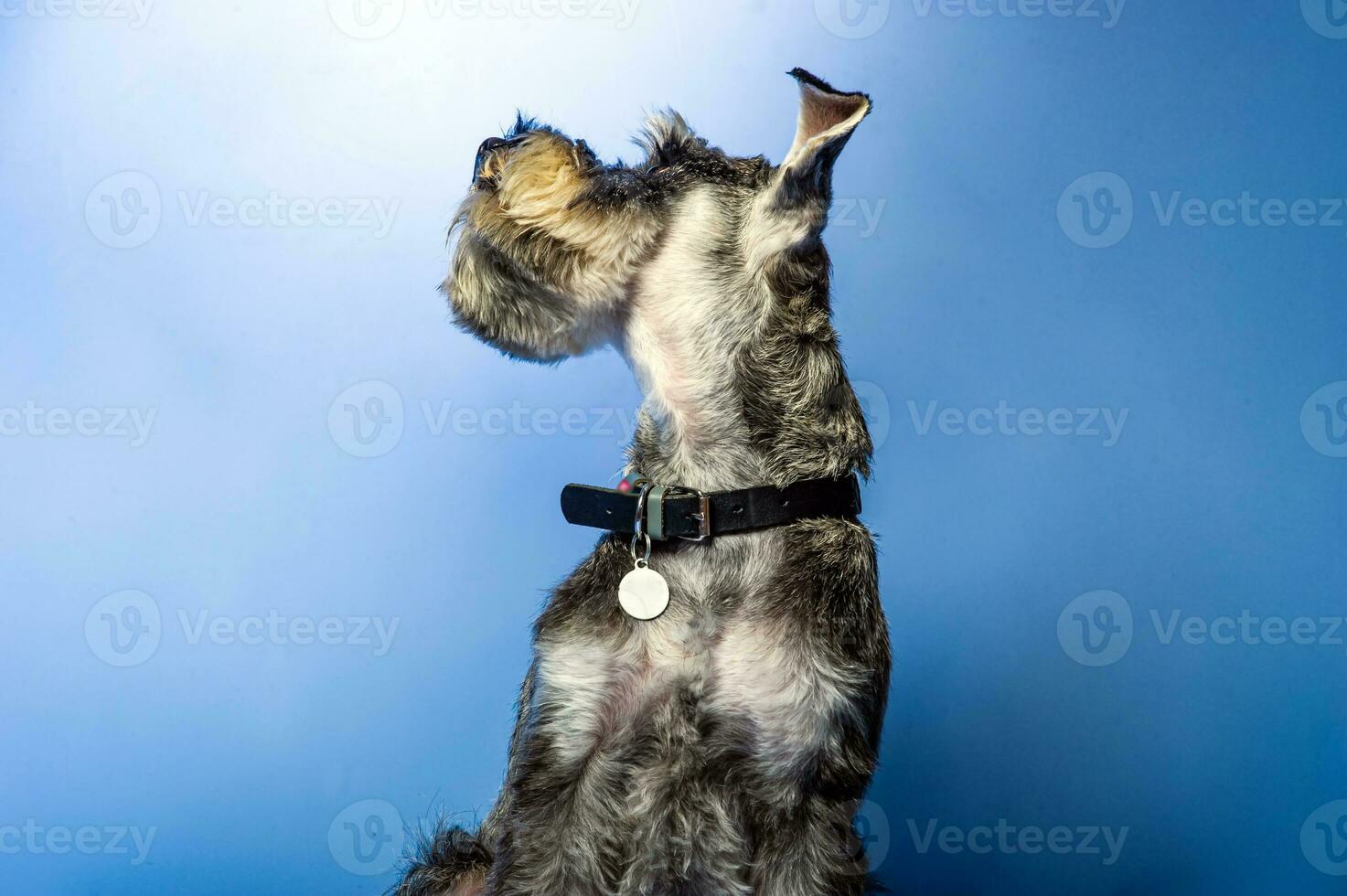 Miniature Schnauzer, 1 year old, standing in front of studio background. photo