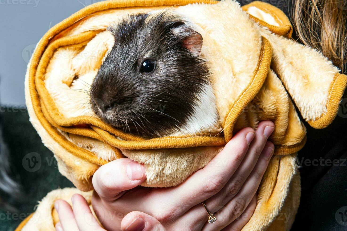 Studio portrait of a guinea pig on blue background photo