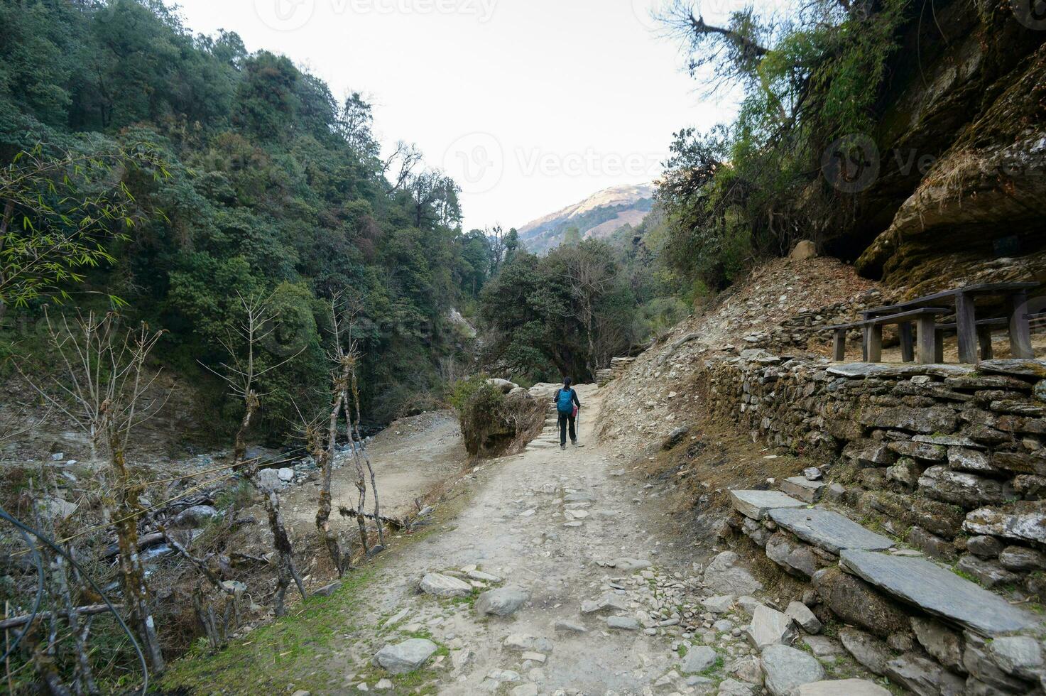 A young traveller trekking on forest trail , Nepal photo