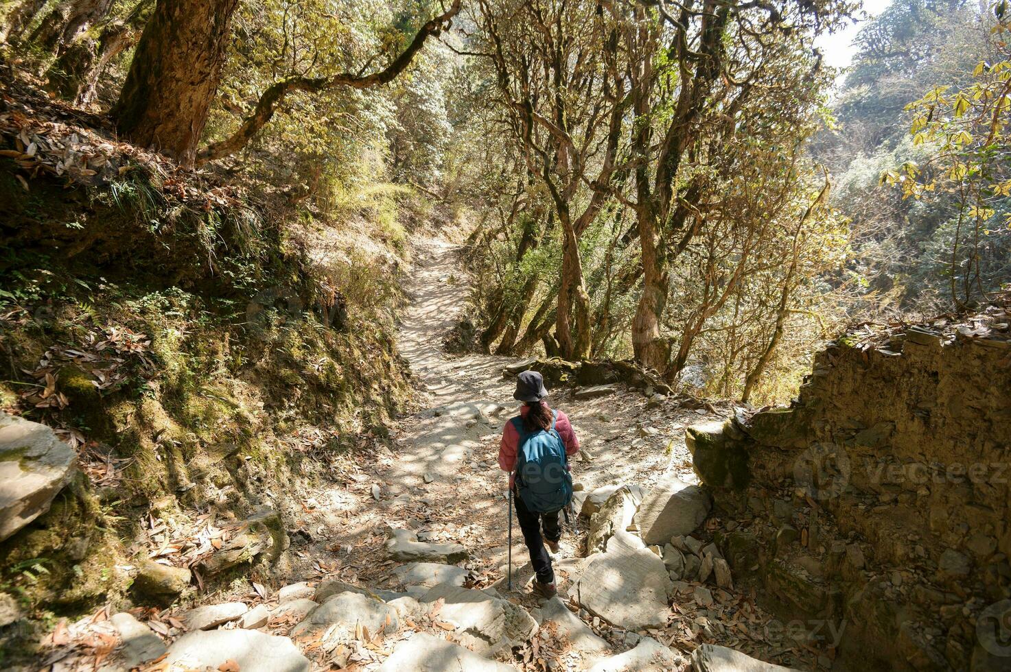 A young traveller trekking on forest trail , Nepal photo