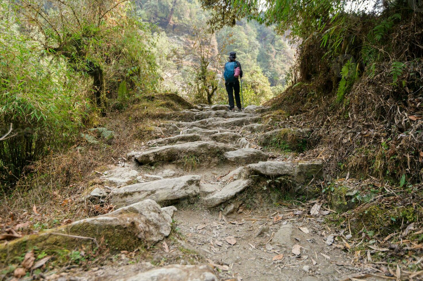A young traveller trekking on forest trail , Nepal photo