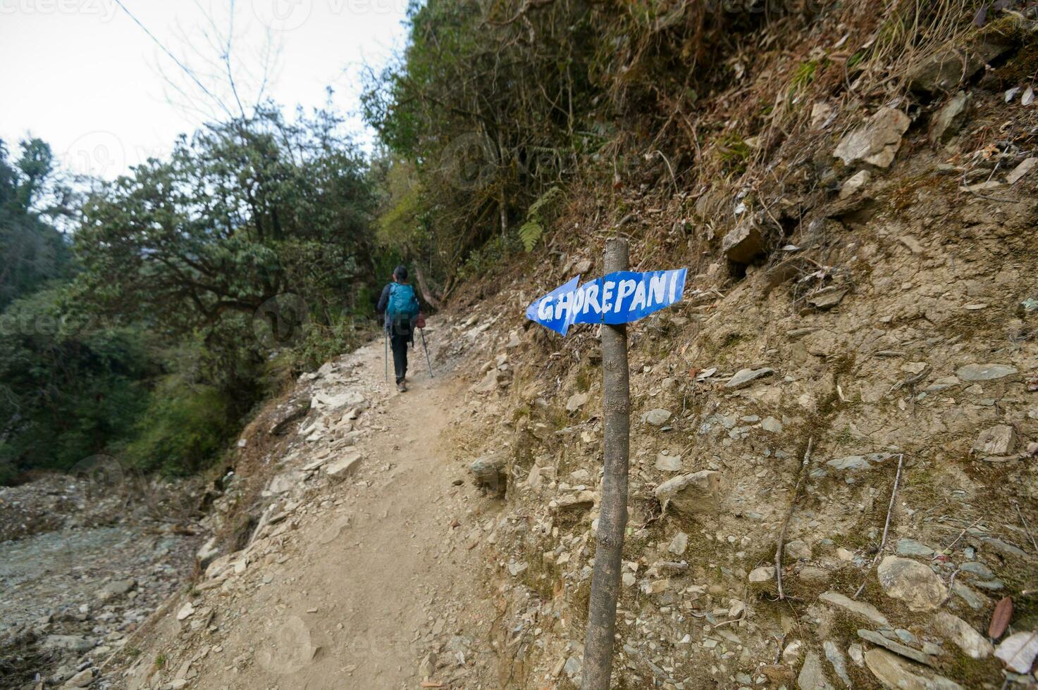 A young traveller trekking on forest trail , Nepal photo