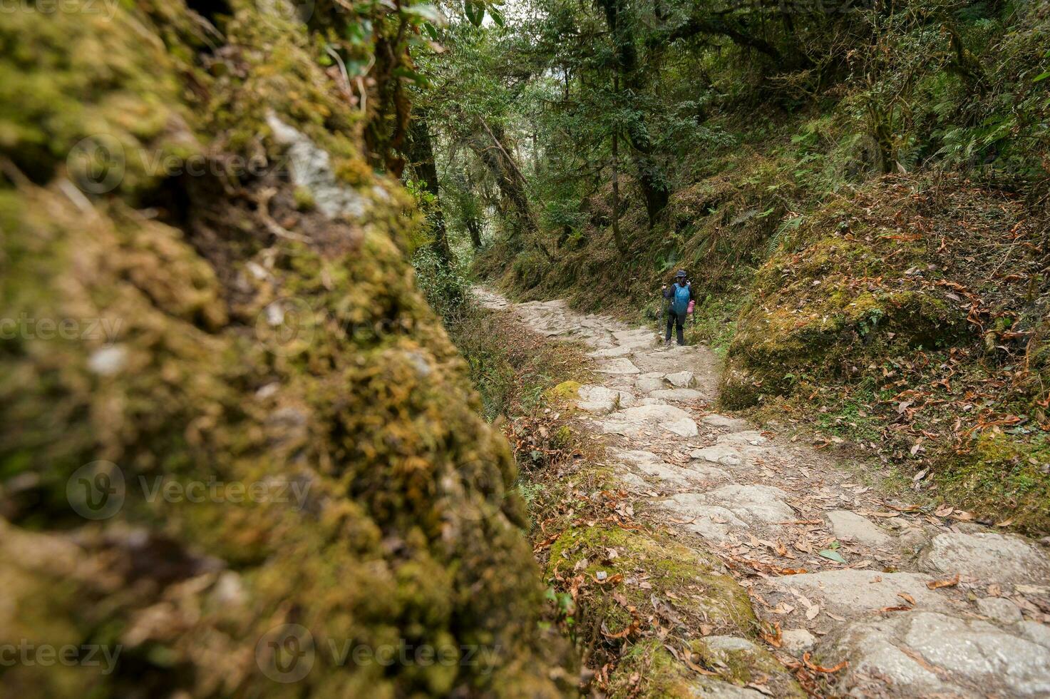 A young traveller trekking on forest trail , Nepal photo