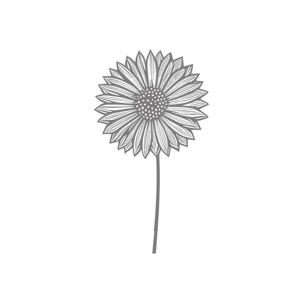 sunflower line art Vector