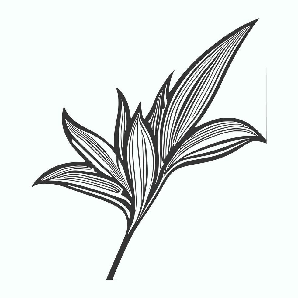 Lily flower line art Vector