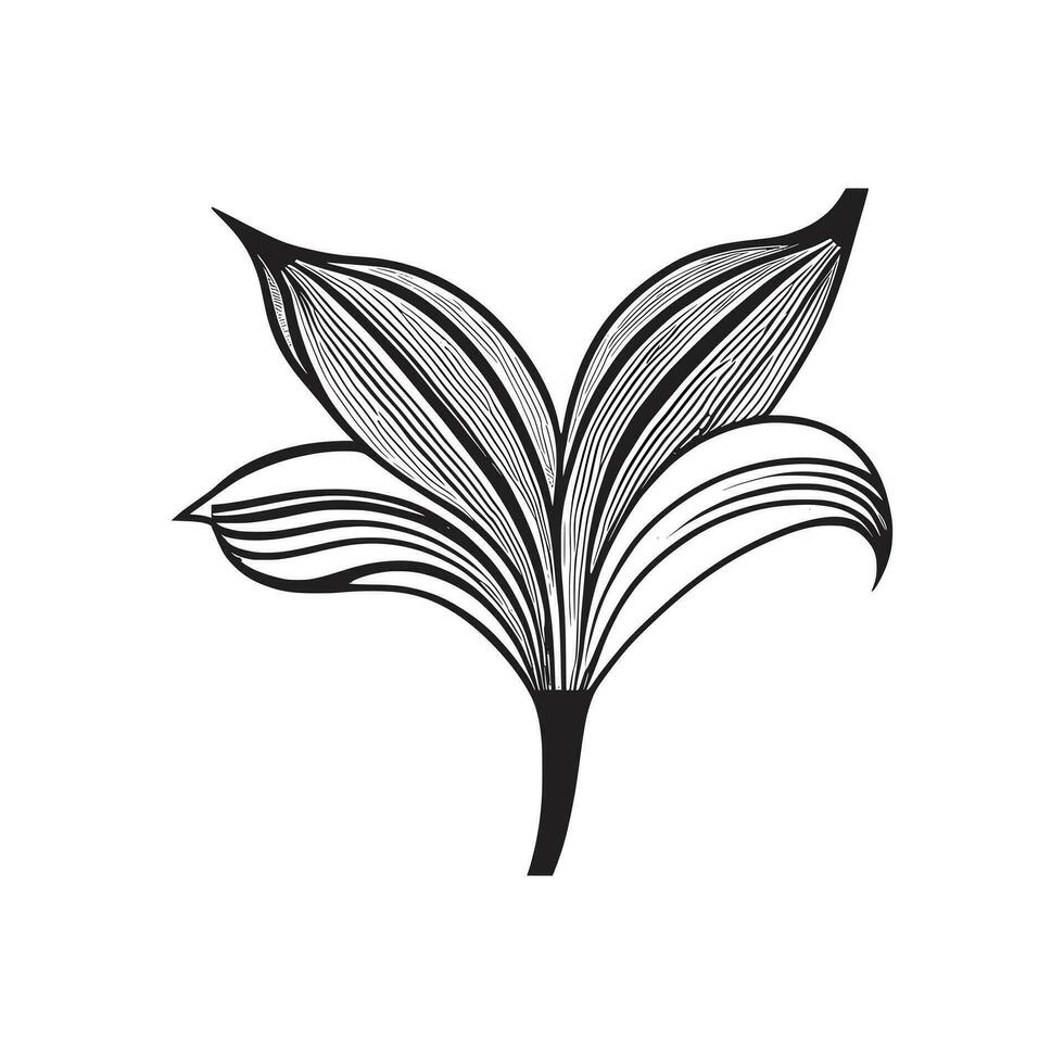 Lily flower line art Vector