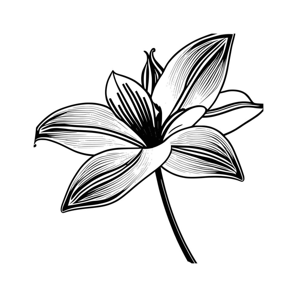 Lily flower line art Vector