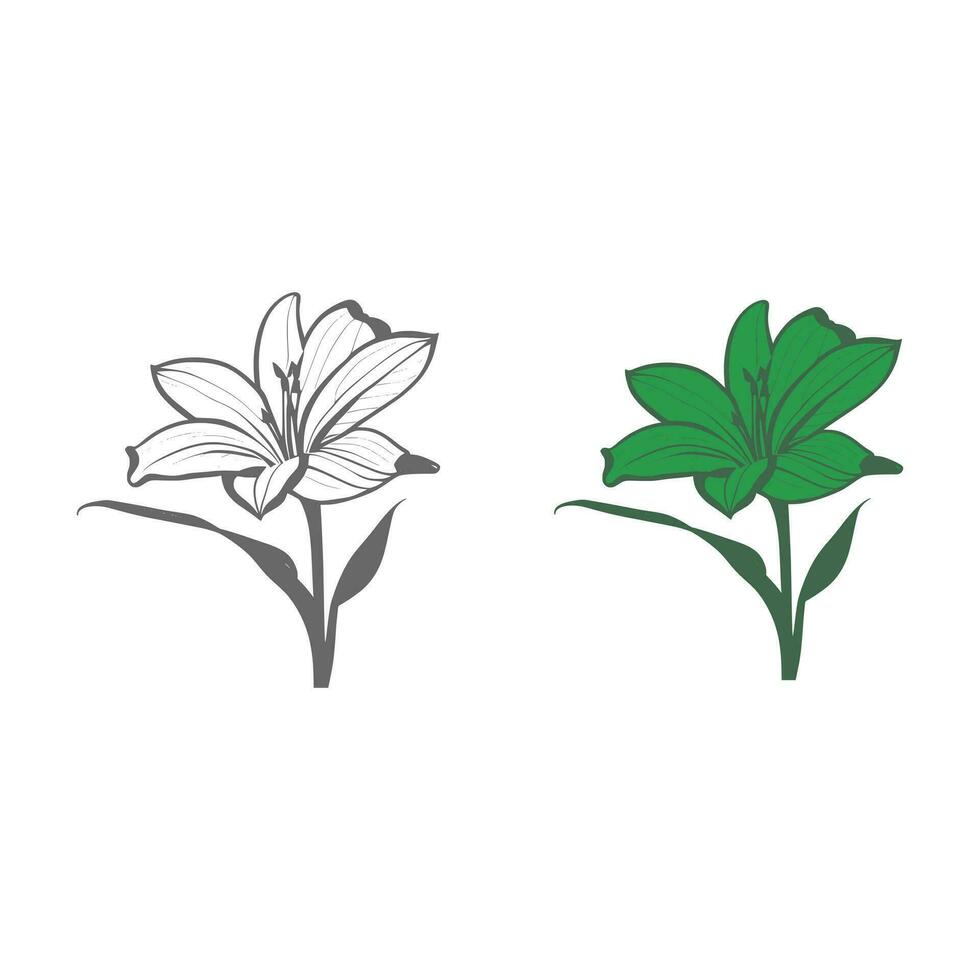 Lily flower line art Vector