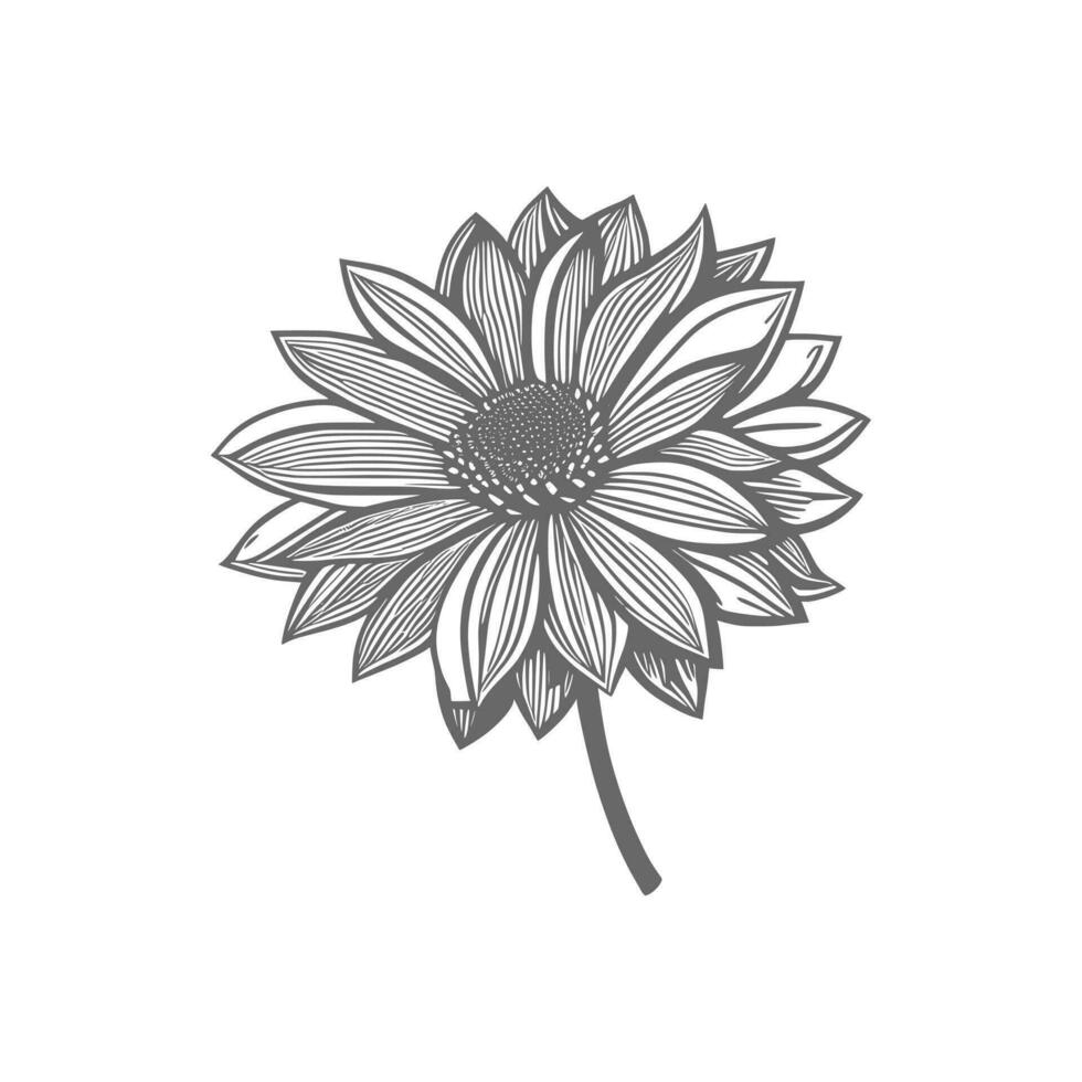 sunflower line art Vector