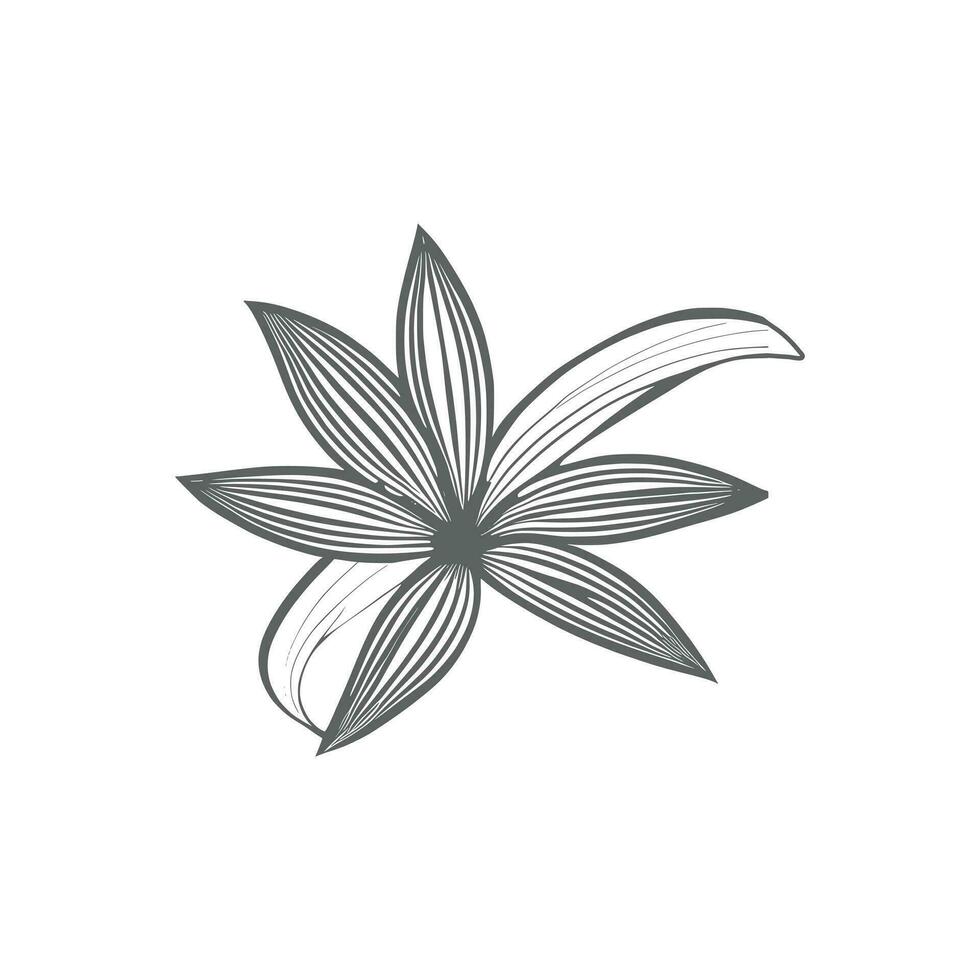Lily flower line art Vector
