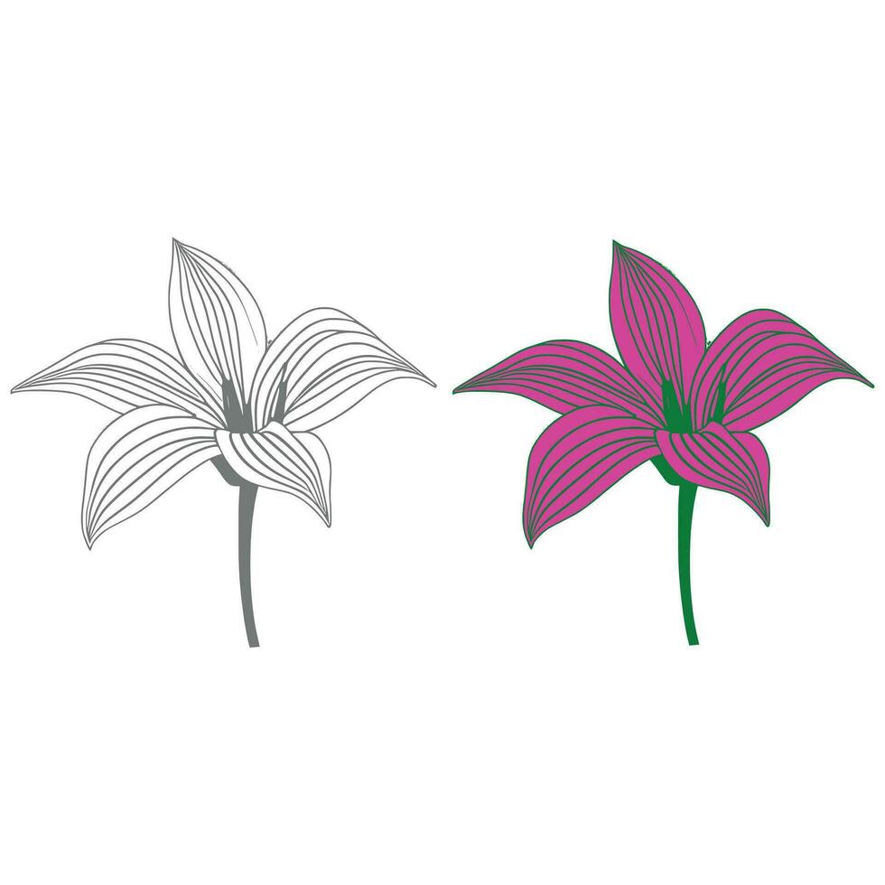 Lily flower line art Vector