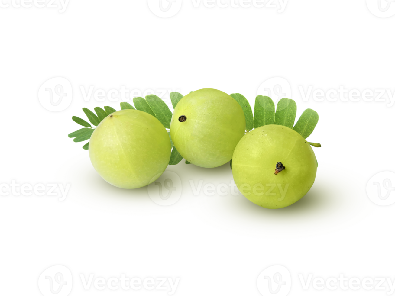 Indian gooseberry Phyllanthus emblica amla fruits green transparent background png