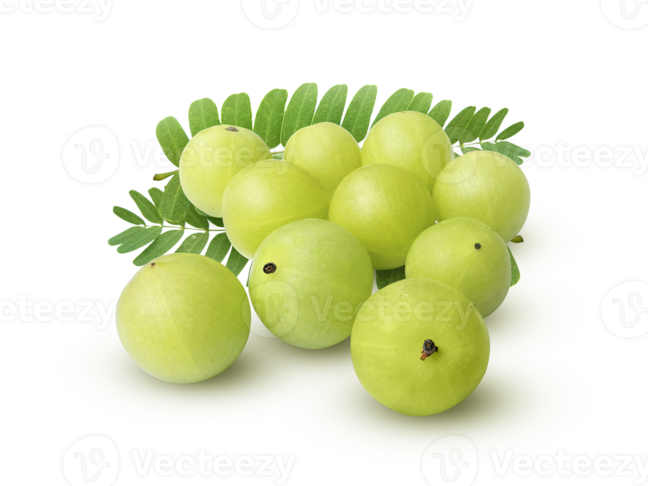Indian gooseberry Phyllanthus emblica amla fruits green transparent background png