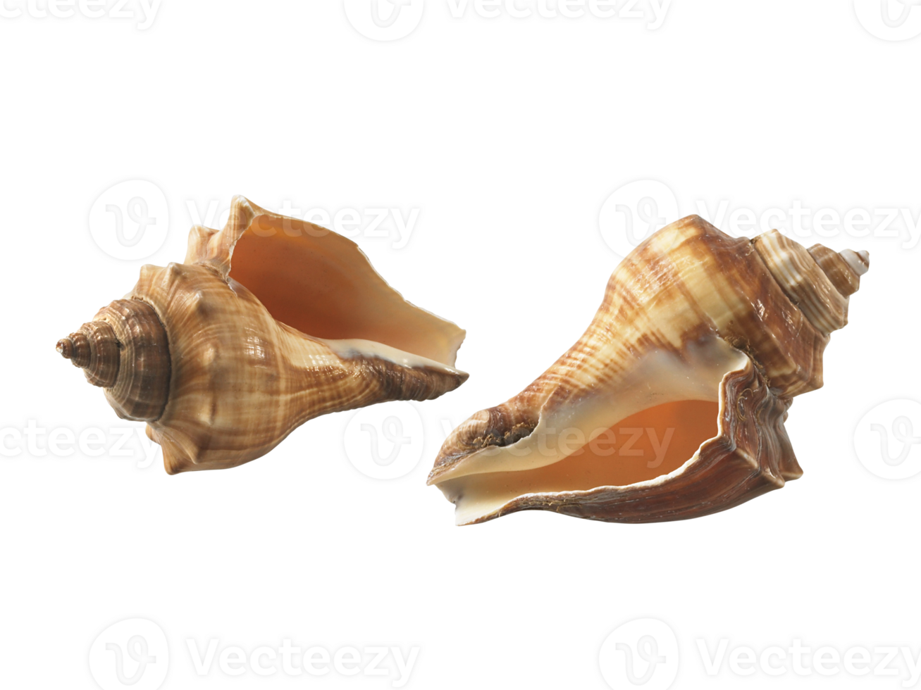 Empty seashell, transparent background png