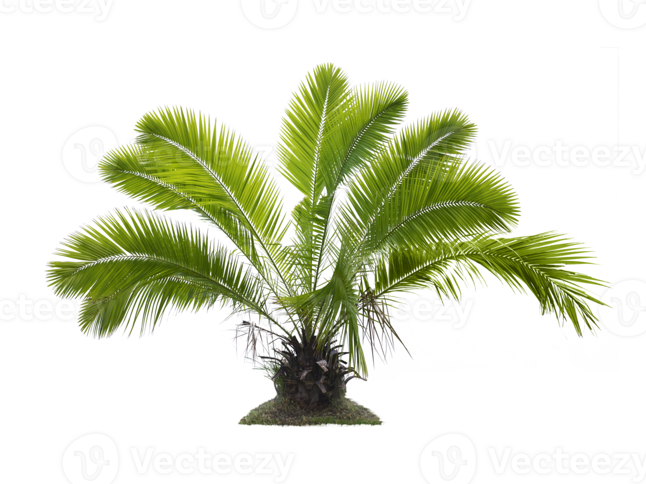 Baum, transparent Hintergrund png