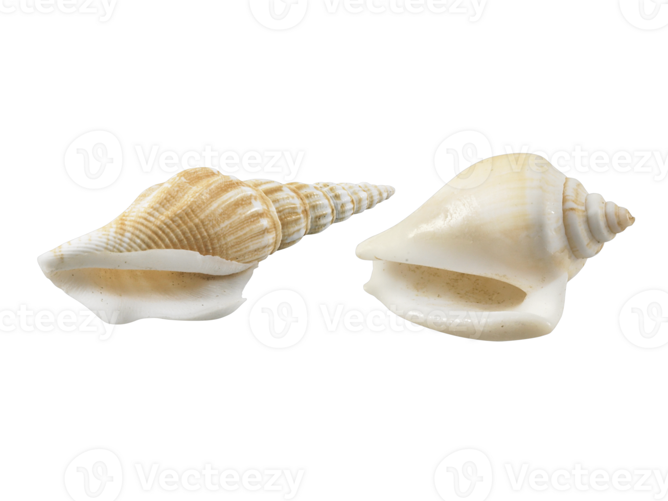 Empty seashell, transparent background png