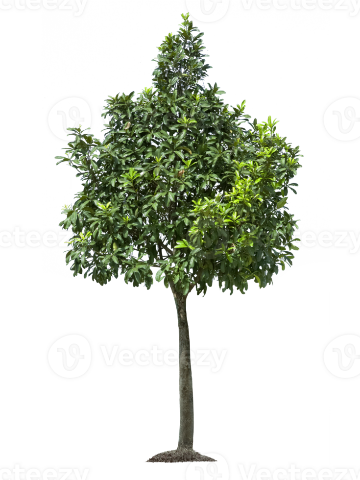 tree, transparent background png