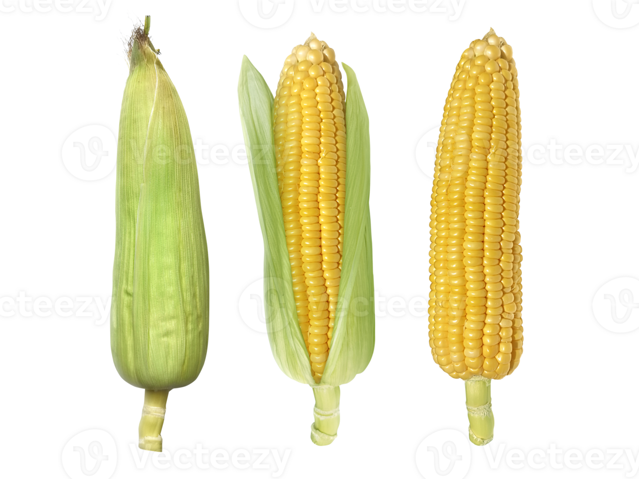 Corn, transparent background png