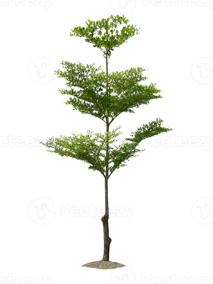 arbre, transparent Contexte png