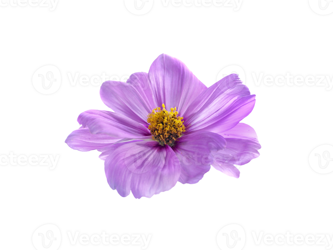 flower, transparent background png