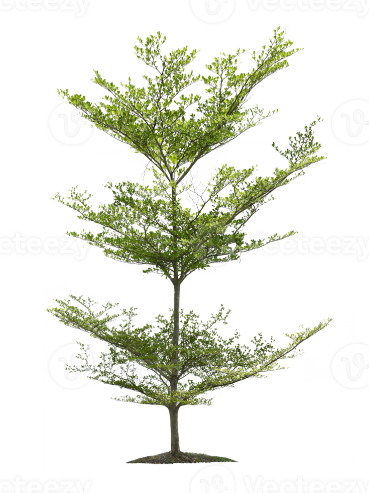 arbre, transparent Contexte png