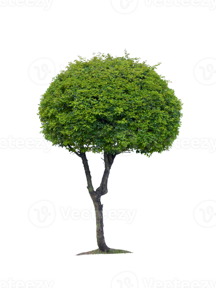 arbre, transparent Contexte png