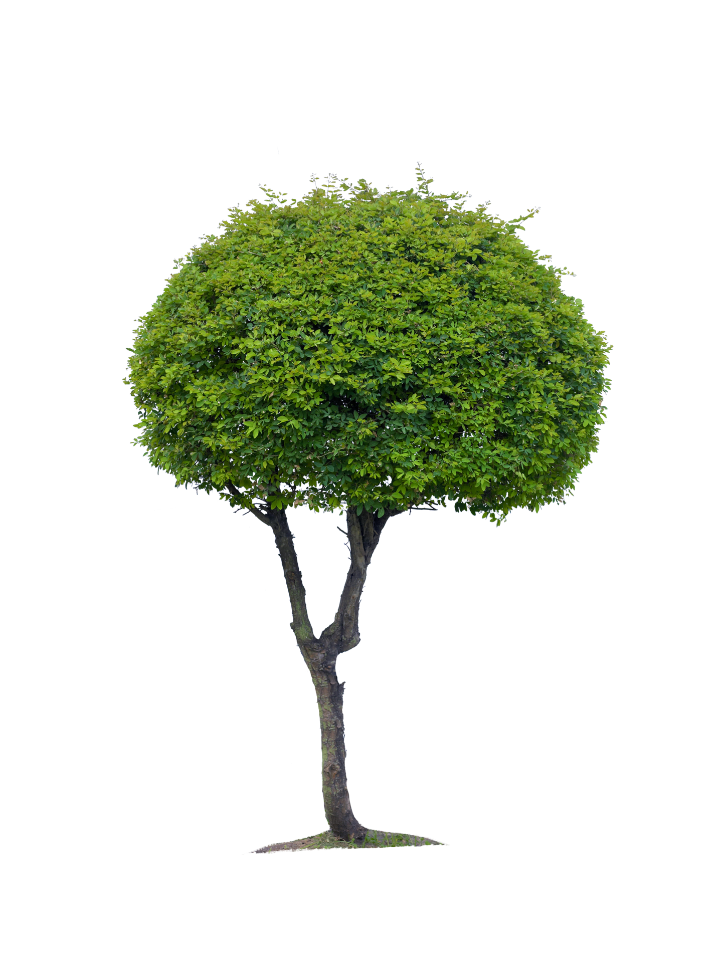 Nice Beautiful Mango Tree With Transparent Background - vrogue.co