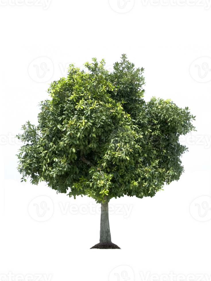 tree, transparent background png