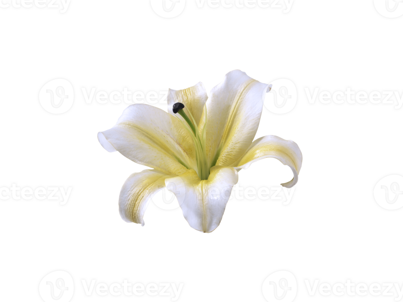 flower, transparent background png