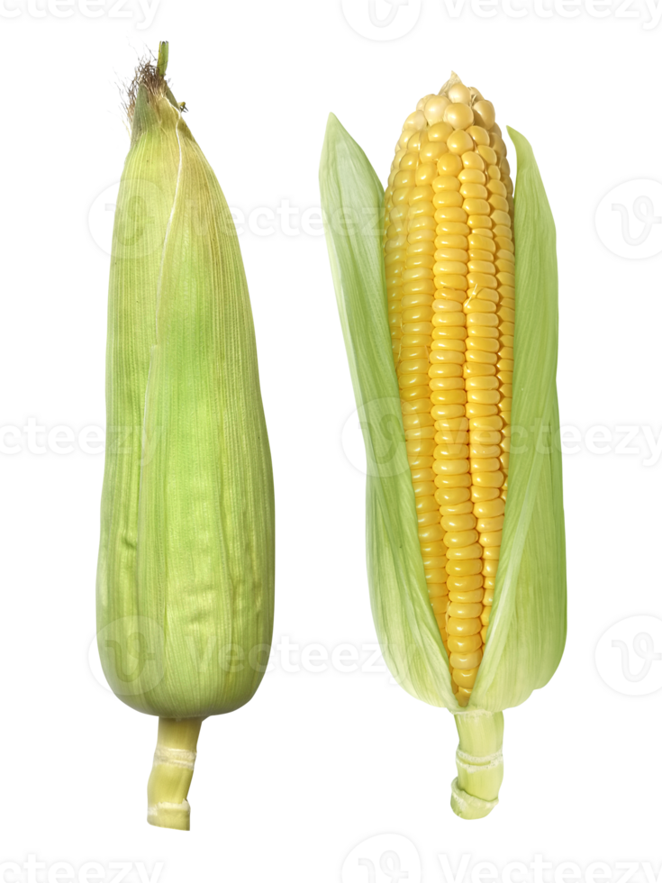 Corn, transparent background png