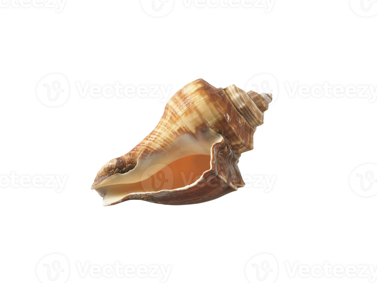 Empty seashell, transparent background png