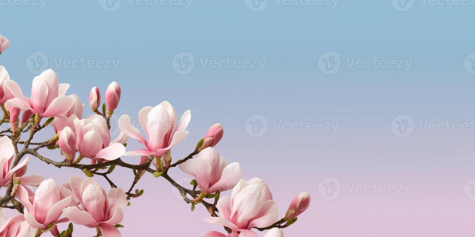 Magnolia nature pink flower for natural ingredient skin care cosmetic, copy space background, photo