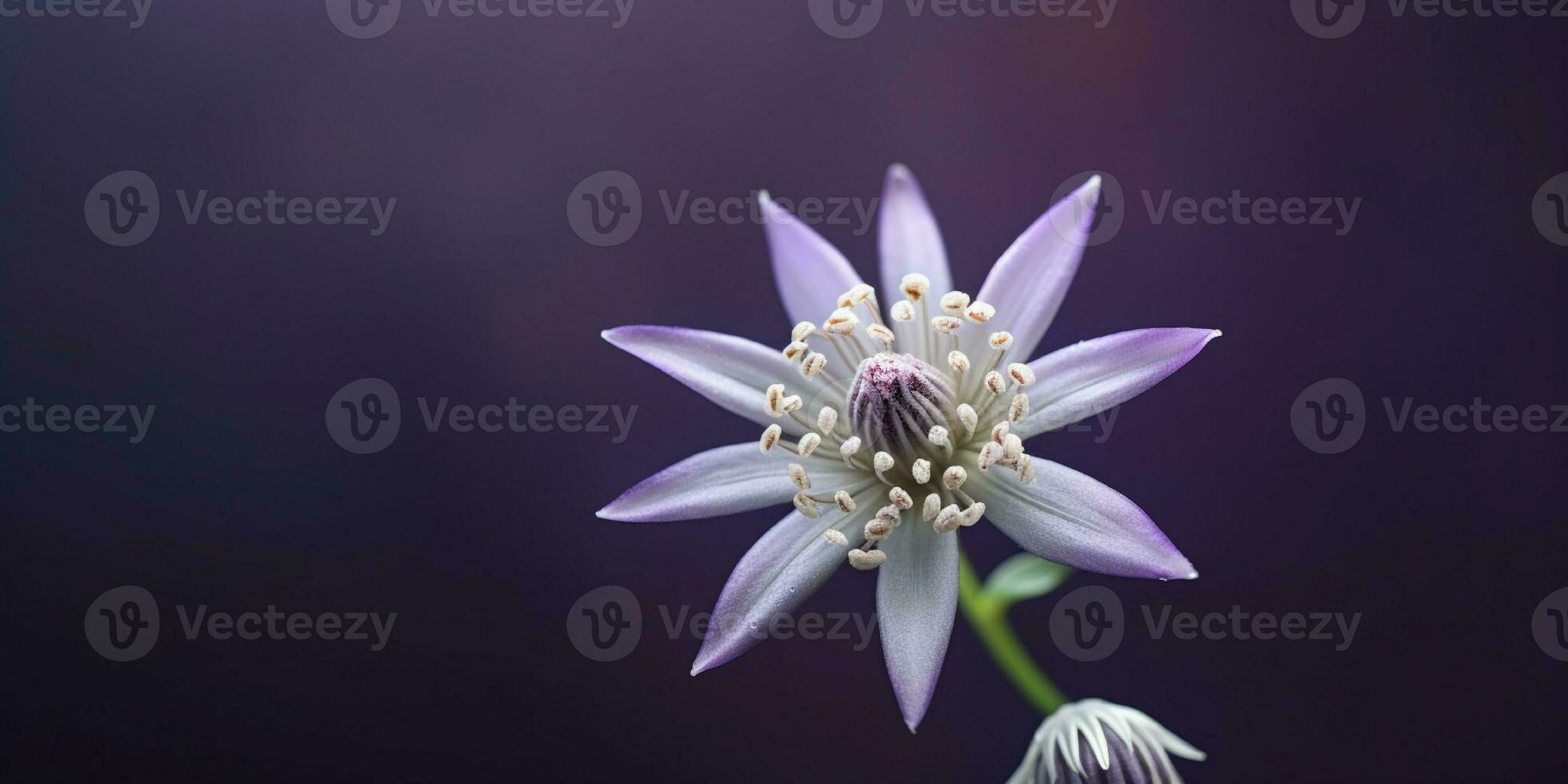 Beauty purple flower, garden decoration, copy space blurred background, Generative AI photo