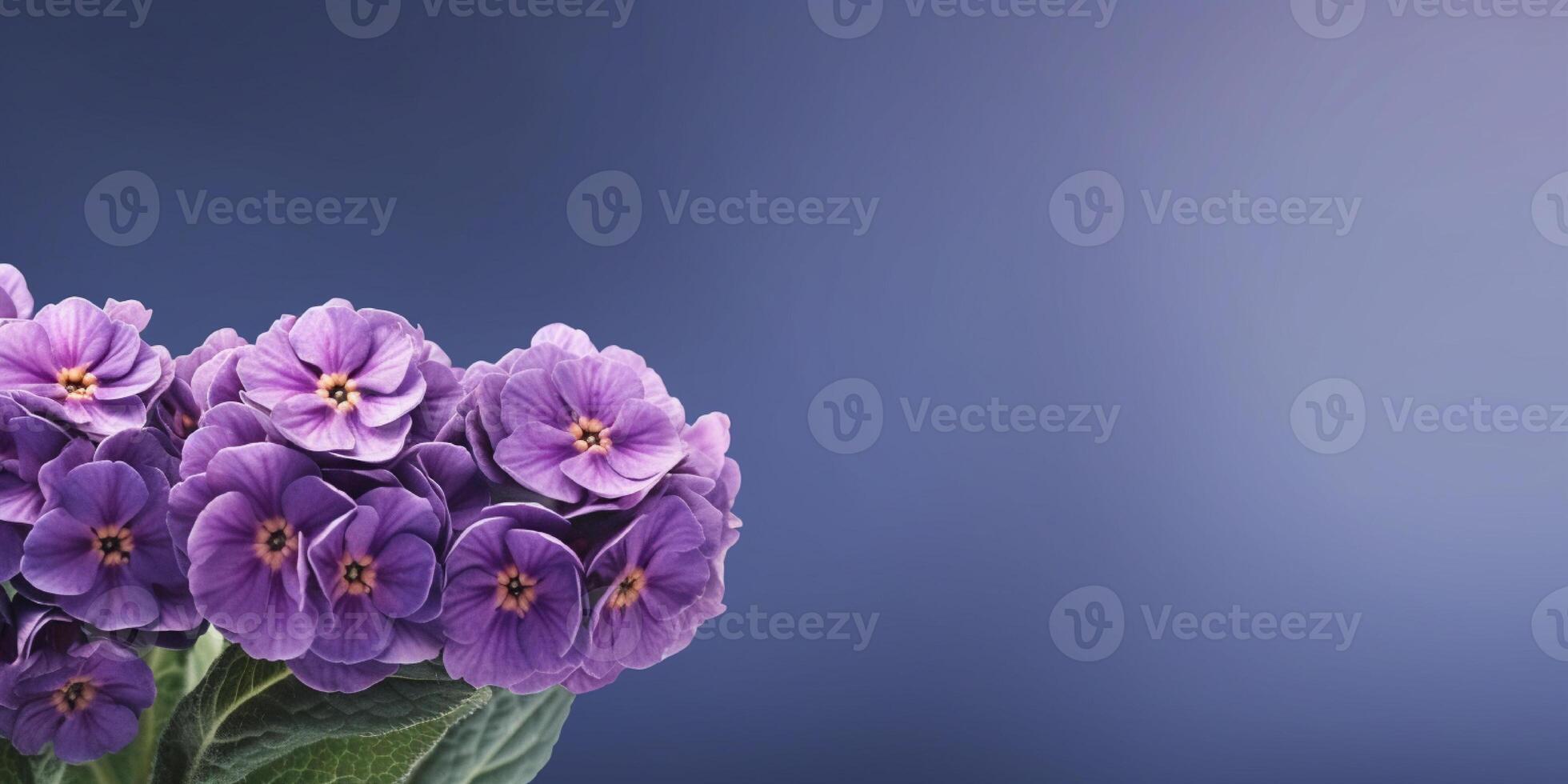 Beauty primula flower, garden decoration, copy space blurred background, Generative AI photo