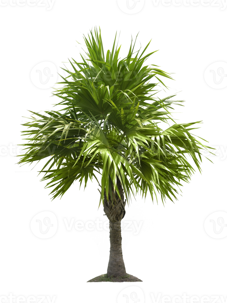 arbre, transparent Contexte png