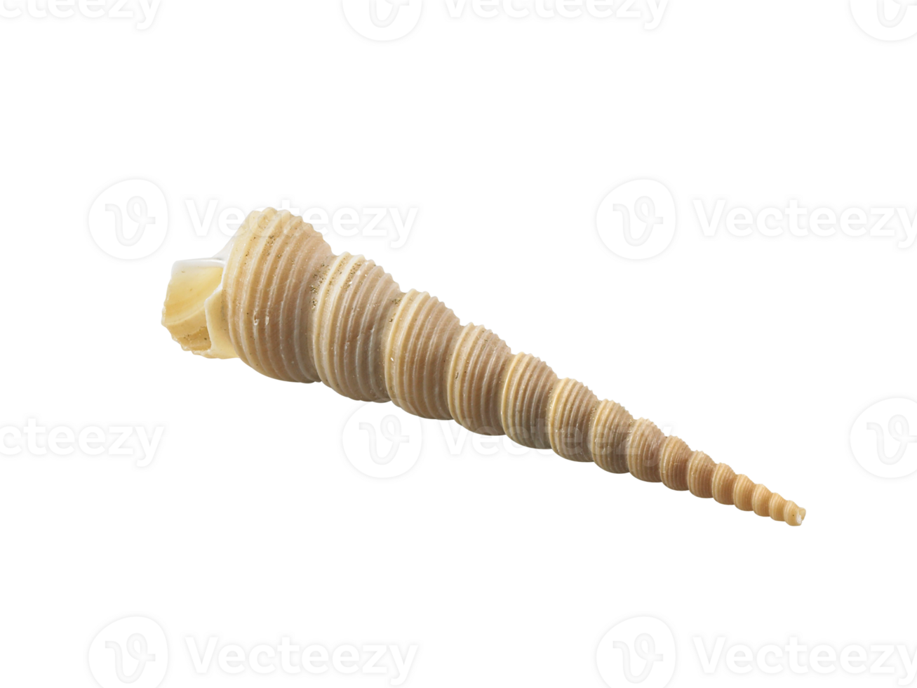 Empty seashell, transparent background png