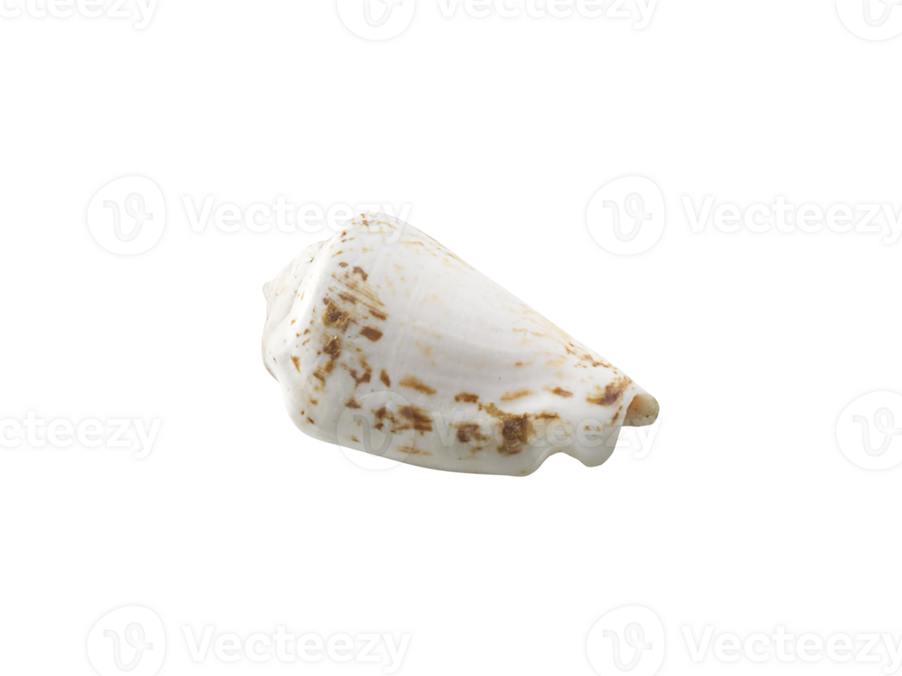 Empty seashell, transparent background png
