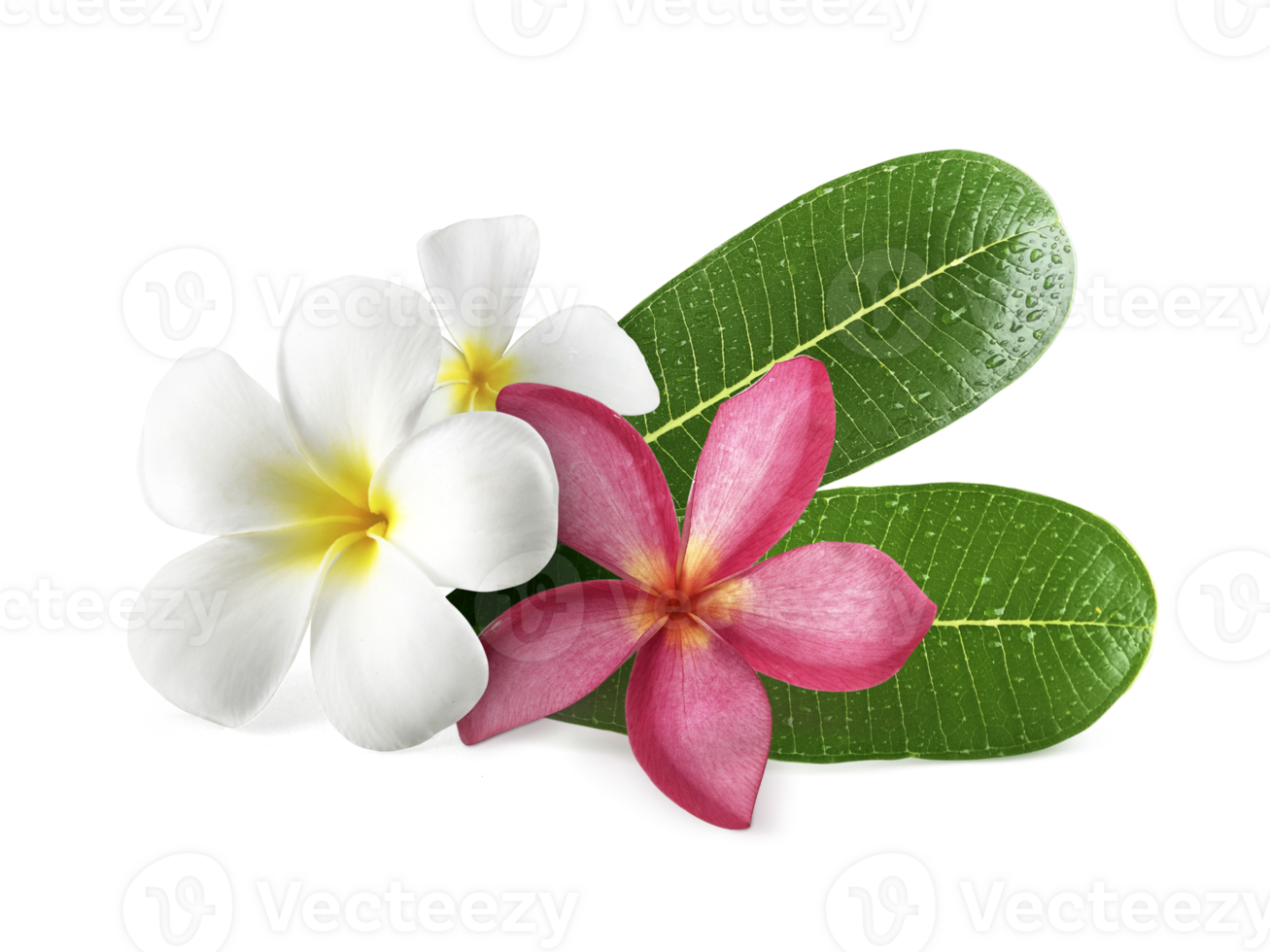 Frangipani flowers with leaves transparent background 24852325 PNG