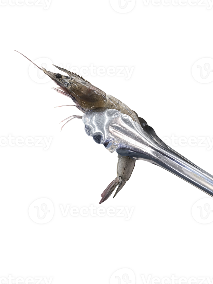 fresh shrimp in tongs, transparent background png