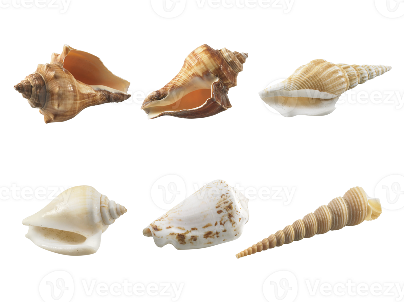 Empty seashell, transparent background png