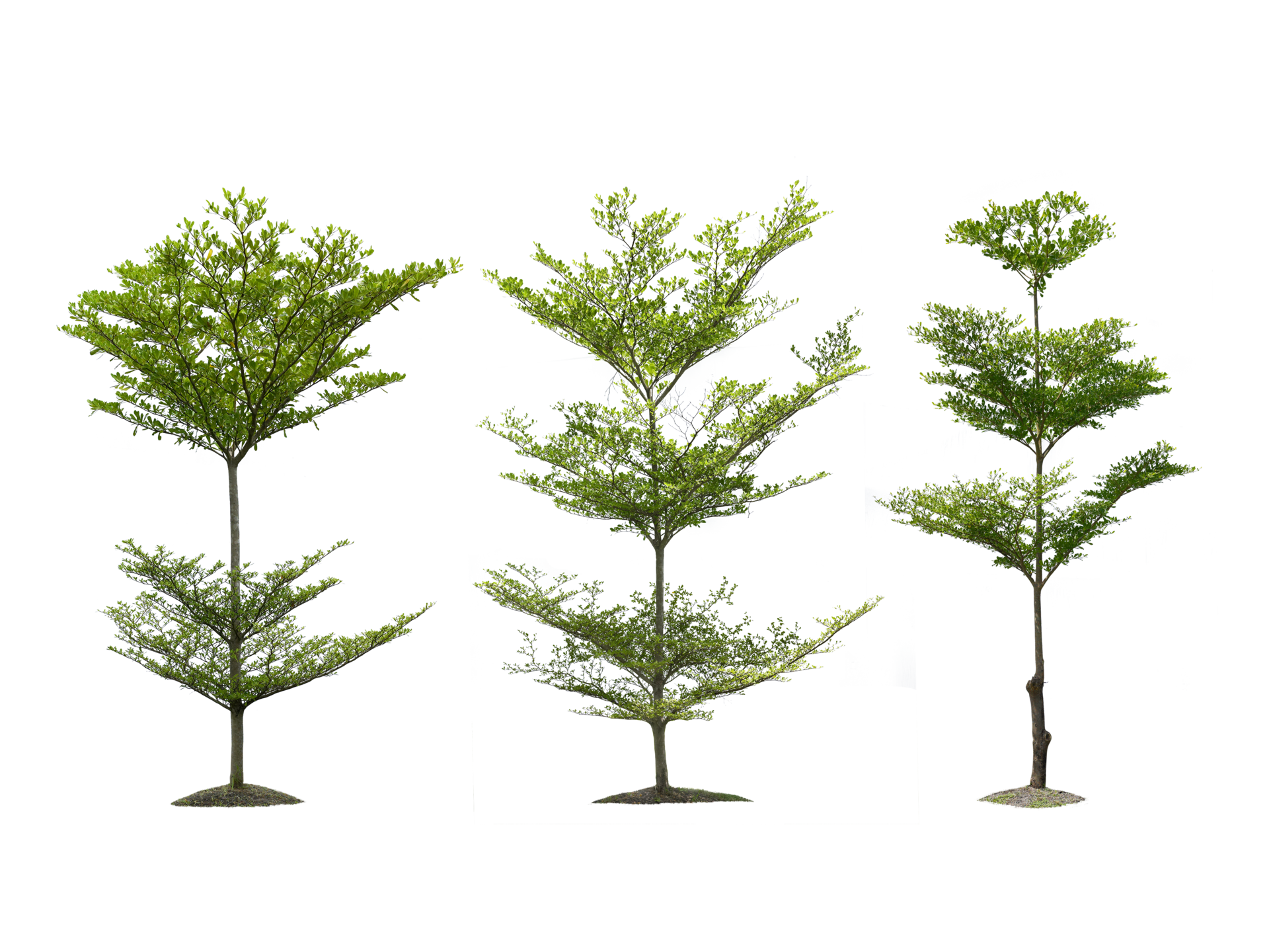 tree, transparent background 24852389 PNG