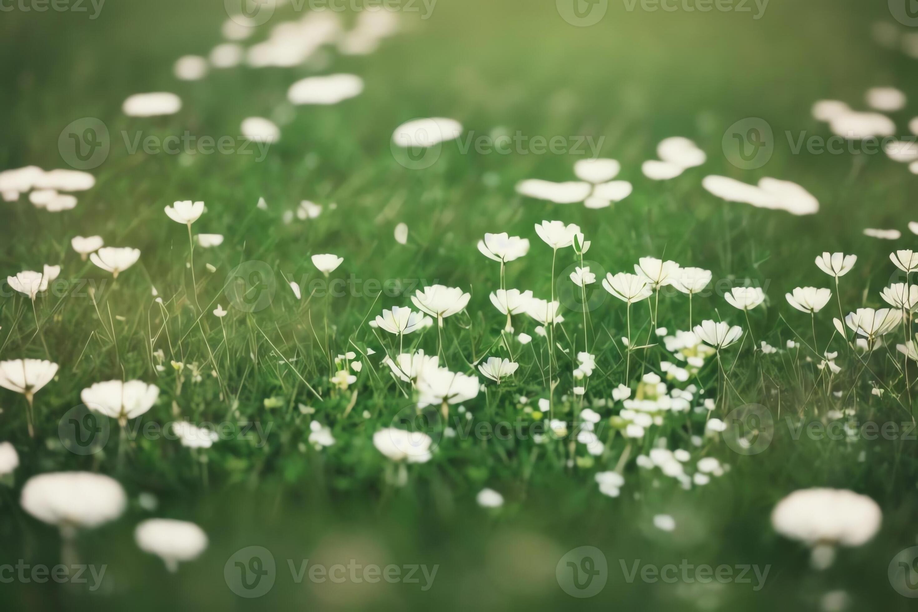 Impression of Clover and Dandelions on a Grass Patch . AI Generated. 24853262 Stock Photo at