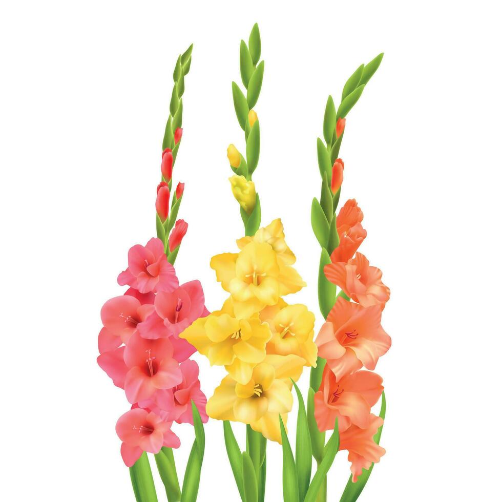 Realistic Gladiolus Flowers vector
