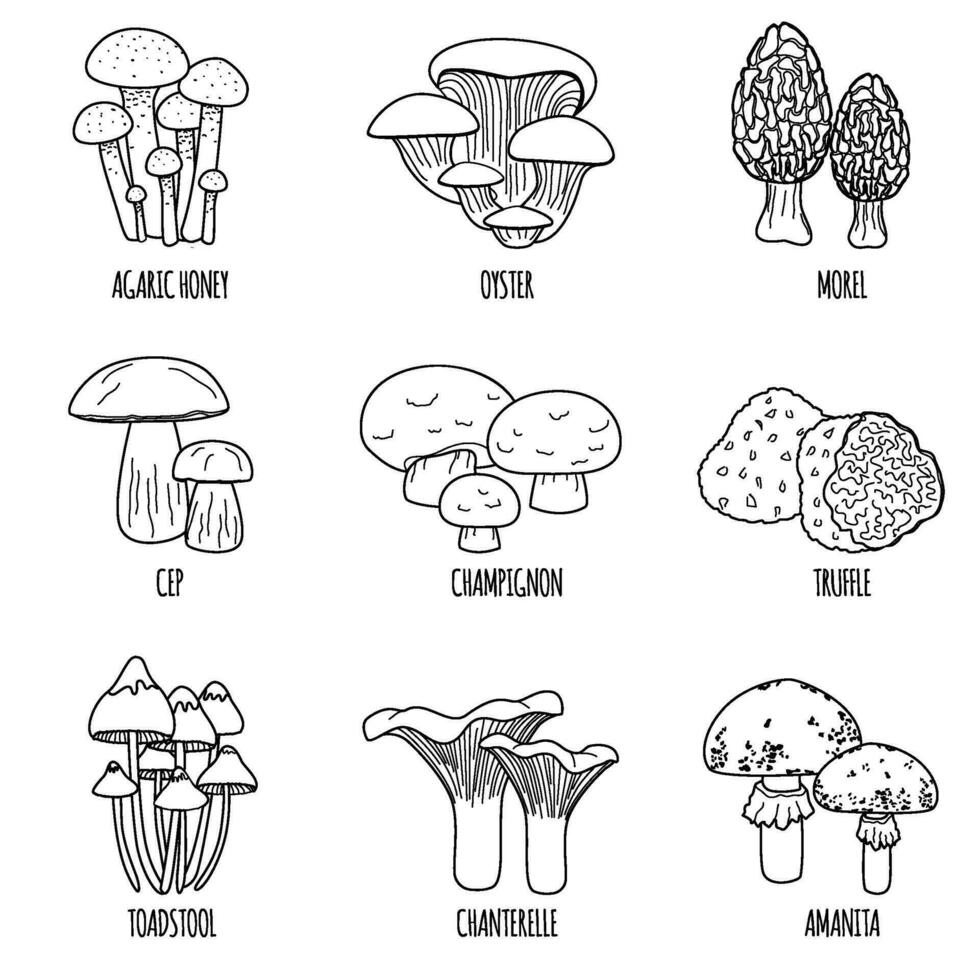 Flat Mushrooms Outline Set vector